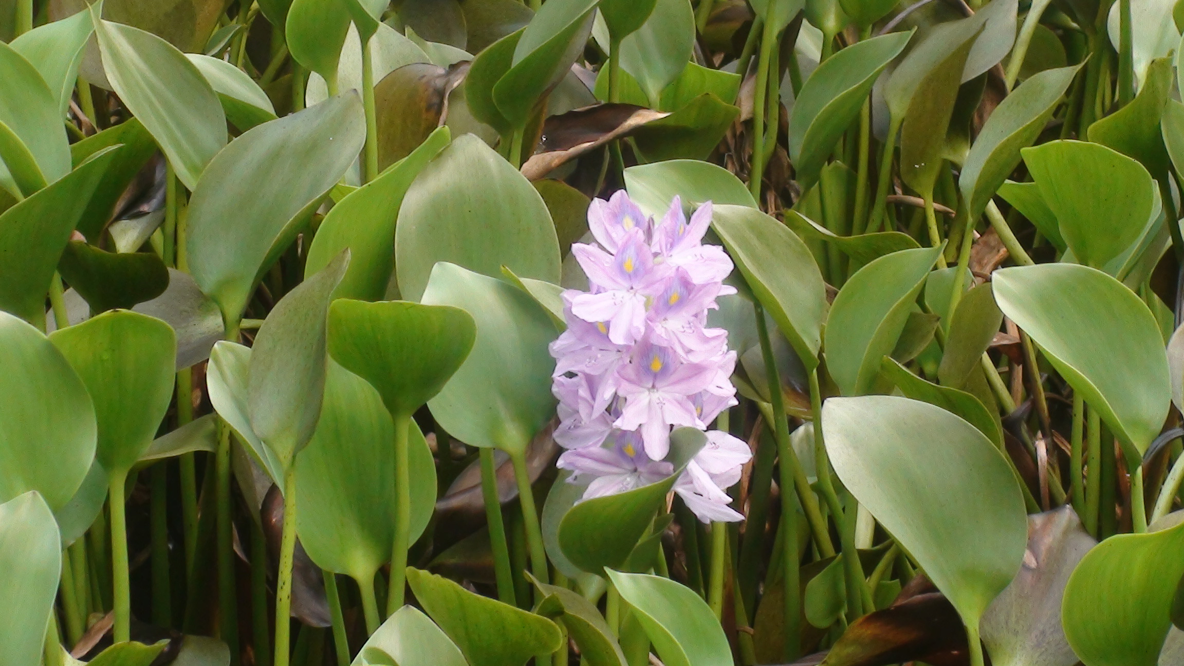 Botanic Gardens Guadaloupe